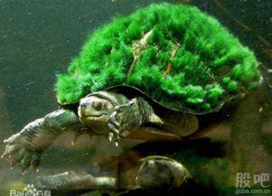 吃瓜男主绿毛龟,吃瓜男主的绿帽奇遇记