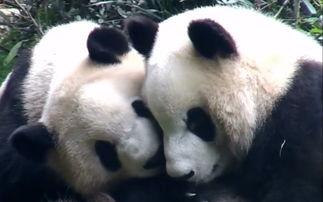 熊猫可可吃瓜,熊猫可可的夏日瓜果盛宴