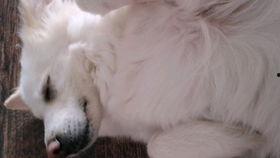 吃瓜特效声,揭秘吃瓜群众的狂欢盛宴