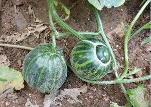 兴才操场吃瓜,一场别开生面的“吃瓜”盛宴