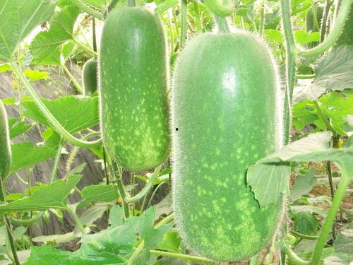 嘴角吃瓜很痒,揭秘吃瓜群众的快乐与烦恼