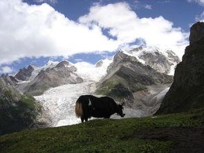 巴青县吃瓜,探寻藏地特色美食之旅