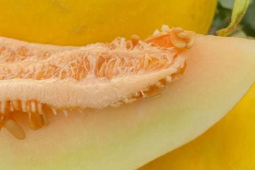 老人吃的蜜瓜,探寻老人钟爱的蜜瓜魅力