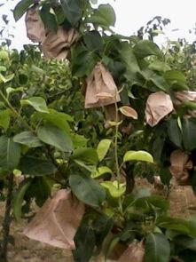 吃瓜陕西渭南大荔,瓜果飘香，古韵新颜