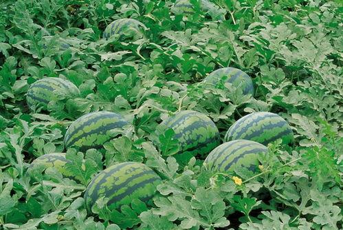 爱丁堡留学吃瓜群,揭秘留学生活那些事儿