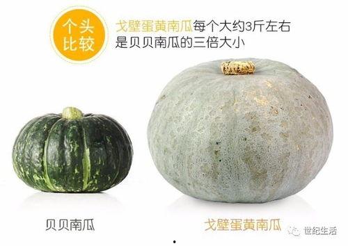 婴儿可以吃方瓜,方瓜营养食谱解析