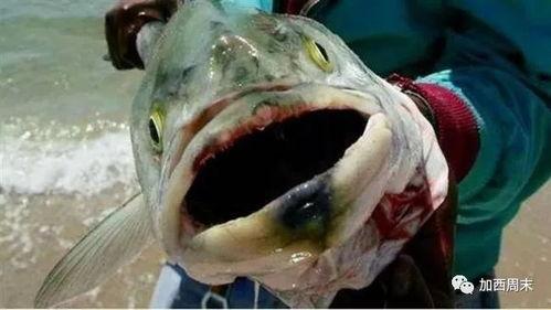 水产美人吃瓜视频,一场别开生面的美食探险之旅