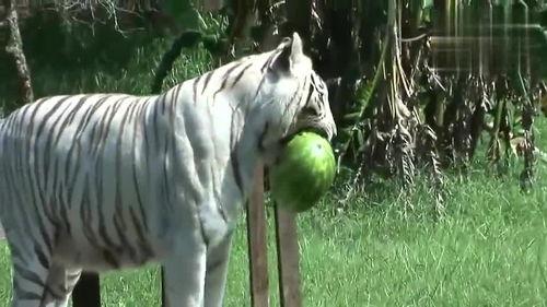 老虎瓜可以吃吗,能否食用之谜揭秘