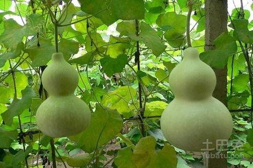 鱼吃葫芦瓜吗,揭秘水族与蔬果的奇妙关系