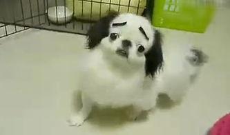 囧囧吃瓜狗,揭秘网络红狗的爆笑日常