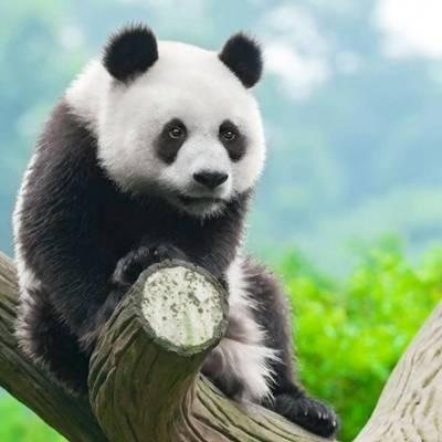 熊猫一二吃瓜头像,揭秘网络红人背后的故事