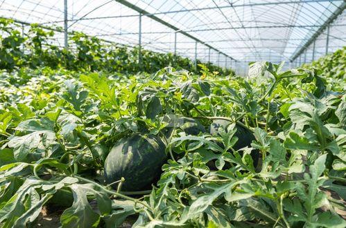 自由吃瓜基地,揭秘娱乐圈幕后风云