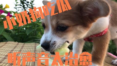 带着小狗吃瓜,温馨日常，欢乐相伴