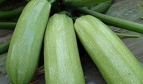 可以吃的瓜菜,盘点那些美味可口的瓜菜佳肴